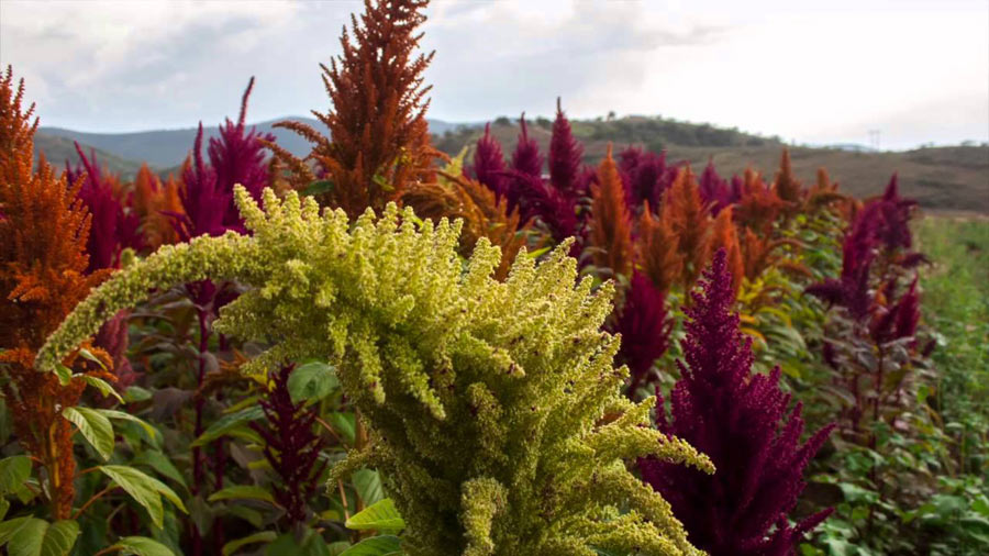 Puffed Amaranth 9 oz