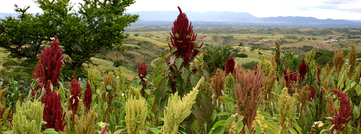 Amaranth Flour (Raw) 7 oz (200g)